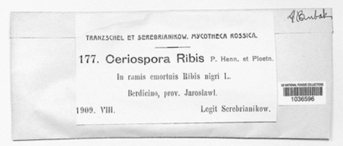 Ceriospora ribis image